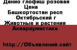 Данио глофиш розовая › Цена ­ 20 - Башкортостан респ., Октябрьский г. Животные и растения » Аквариумистика   